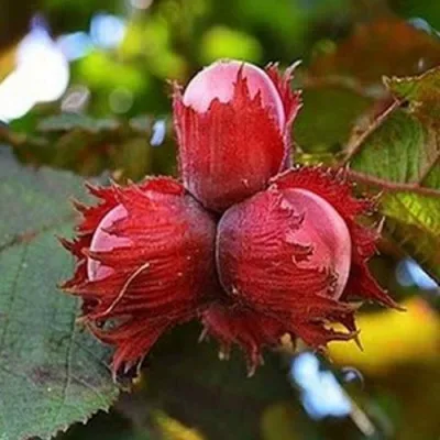 Фундук КРАСНЫЙ ЯНТАРЬ в Нижнем Новгороде