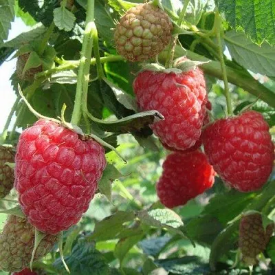 Малина КОЛОКОЛЬЧИК  Малина КОЛОКОЛЬЧИК в Нижнем Новгороде