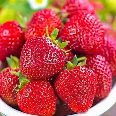 Клубника СИЛЬВИЯ  Клубника СИЛЬВИЯ в Нижнем Новгороде