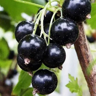 Смородина чёрная ДЕЛИКАТЕСНАЯ  Смородина чёрная ДЕЛИКАТЕСНАЯ в Нижнем Новгороде