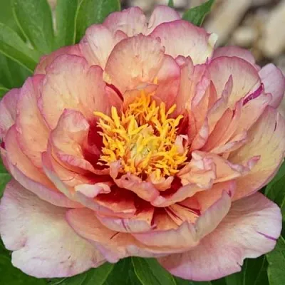 Пион КЭЛЛИС МЕМОРИ ито-гибрид  Пион КЭЛЛИС МЕМОРИ ито-гибрид в Нижнем Новгороде