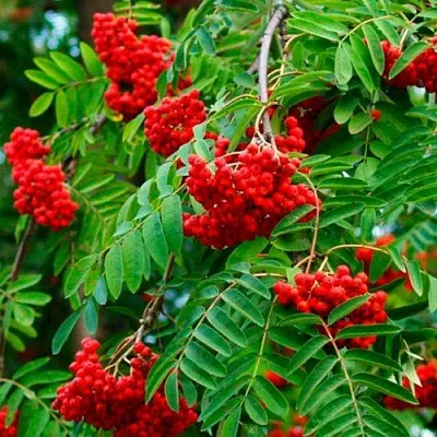 Рябина ПЛАКУЧАЯ сладкоплодная  Рябина ПЛАКУЧАЯ сладкоплодная в Нижнем Новгороде