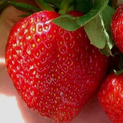 Клубника МАГНУС  Клубника МАГНУС в Нижнем Новгороде