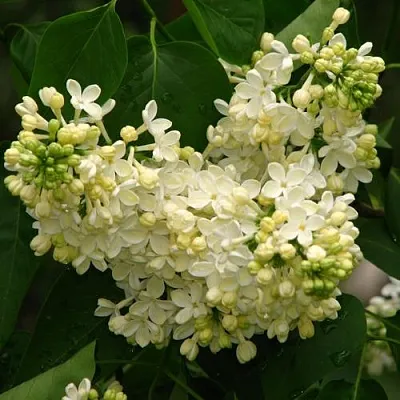 Сирень ПРИМРОУЗ  Сирень ПРИМРОУЗ в Нижнем Новгороде