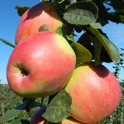 Яблоня БРЯНСКОЕ РОЗОВОЕ  Яблоня БРЯНСКОЕ РОЗОВОЕ в Нижнем Новгороде