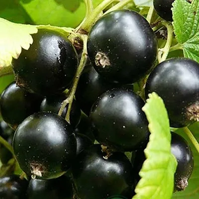 Смородина черная ЭБОНИ  Смородина черная ЭБОНИ в Нижнем Новгороде