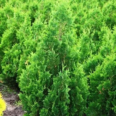 Туя СПИРАЛИС западная  Туя СПИРАЛИС западная в Нижнем Новгороде