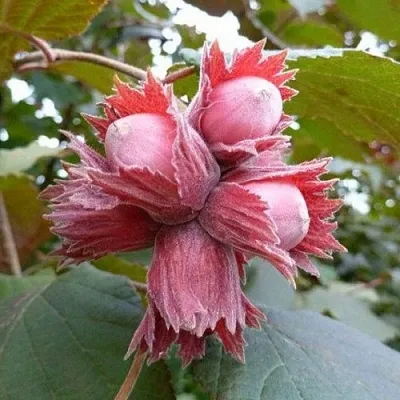 Фундук СКАРЛЕТТ  Фундук СКАРЛЕТТ в Нижнем Новгороде