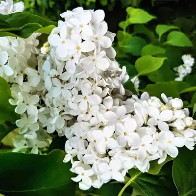 Сирень МАЛЕНЬКИЙ ПРИНЦ  Сирень МАЛЕНЬКИЙ ПРИНЦ в Нижнем Новгороде