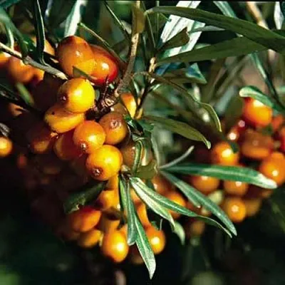 Облепиха ДАР КАЗАКОВУ  Облепиха ДАР КАЗАКОВУ в Нижнем Новгороде