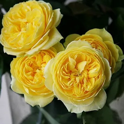 Саженцы роз КАТАЛИНА спрей  Саженцы роз КАТАЛИНА спрей в Нижнем Новгороде