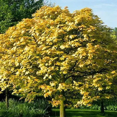 Клен ложноплатановый в Нижнем Новгороде