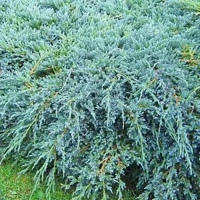Можжевельник БЛЮ КАРПЕТ чешуйчатый  Можжевельник БЛЮ КАРПЕТ чешуйчатый в Нижнем Новгороде