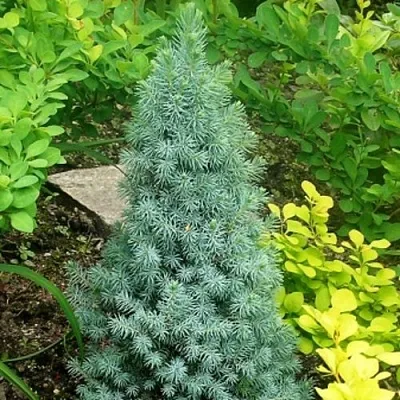 Ель КОНИКА сизая  Ель КОНИКА сизая в Нижнем Новгороде