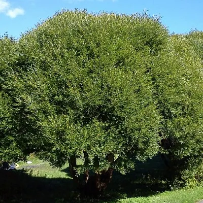 Ива ломкая   Ива ломкая  в Нижнем Новгороде