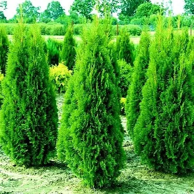 Туя ВИДМАНТ западная  Туя ВИДМАНТ западная в Нижнем Новгороде