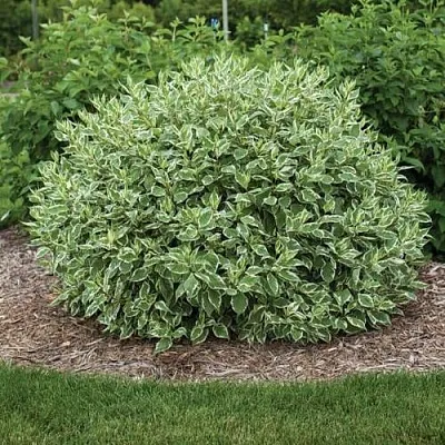 Дерен ЭЛЕГАНТИССИМА белый  Дерен ЭЛЕГАНТИССИМА белый в Нижнем Новгороде