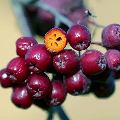 Рябина сладкоплодная в Нижнем Новгороде