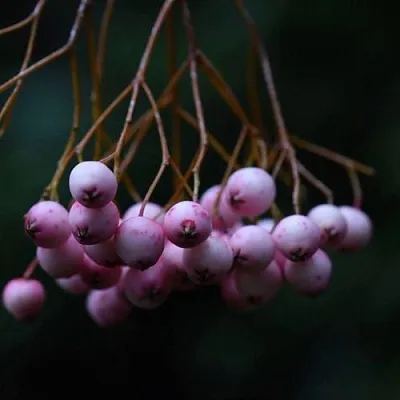 Рябина ПЕКИНСКАЯ сладкоплодная  Рябина ПЕКИНСКАЯ сладкоплодная в Нижнем Новгороде