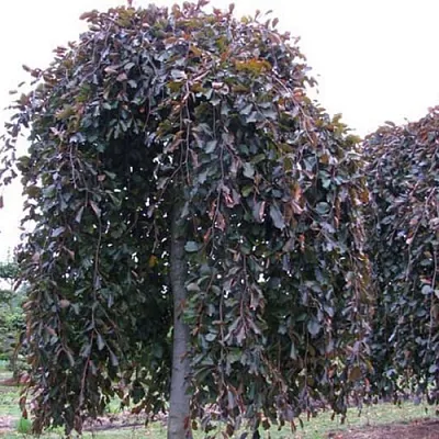 Бук  Бук в Нижнем Новгороде