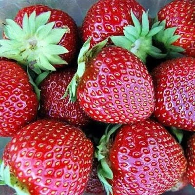 Клубника МАЛЬВИНА  Клубника МАЛЬВИНА в Нижнем Новгороде