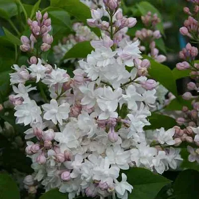 Сирень КРАСАВИЦА МОСКВЫ  Сирень КРАСАВИЦА МОСКВЫ в Нижнем Новгороде