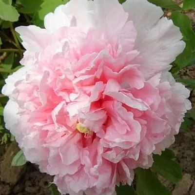 Пион БУКЕТ РОЗОВЫХ ГВОЗДИК древовидный  Пион БУКЕТ РОЗОВЫХ ГВОЗДИК древовидный в Нижнем Новгороде