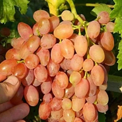 Виноград КИШМИШ ЛУЧИСТЫЙ  Виноград КИШМИШ ЛУЧИСТЫЙ в Нижнем Новгороде