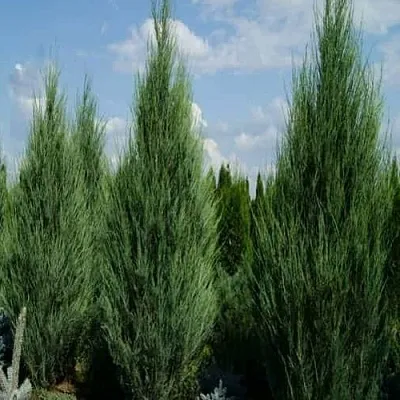 Можжевельник СКАЙРОКЕТ скальный  Можжевельник СКАЙРОКЕТ скальный в Нижнем Новгороде