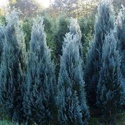 Кипарисовик ДАРТС БЛЮ РИББОН лавсона  Кипарисовик ДАРТС БЛЮ РИББОН лавсона в Нижнем Новгороде