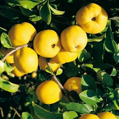 Айва ЦЕЗАРЬ  Айва ЦЕЗАРЬ в Нижнем Новгороде