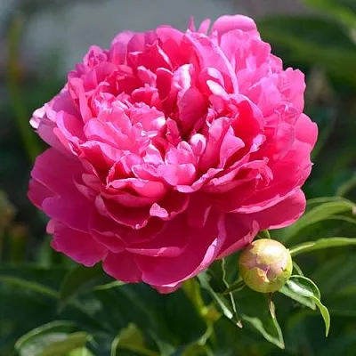Пион БУШЕЛА травянистый  Пион БУШЕЛА травянистый в Нижнем Новгороде