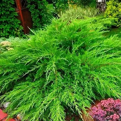 Можжевельник МИНТ ДЖУЛЕП средний  Можжевельник средний Mint Julep (МИНТ ДЖУЛЕП) в Нижнем Новгороде