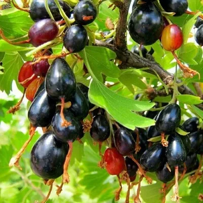 Смородина золотистая БОКАЛИНСКАЯ  Смородина золотистая БОКАЛИНСКАЯ в Нижнем Новгороде