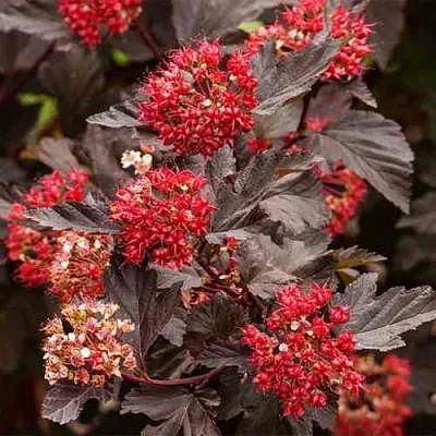 Пузыреплодник РЕД БАРОН  Пузыреплодник РЕД БАРОН в Нижнем Новгороде