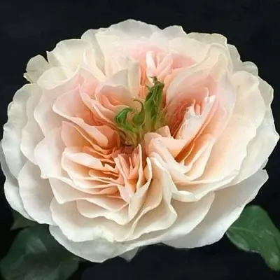 Саженцы роз ЧАРИТИ английская в Нижнем Новгороде