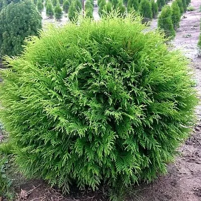 Туя ЛИТЛ ЧЕМПИОН западная  Туя ЛИТЛ ЧЕМПИОН западная в Нижнем Новгороде