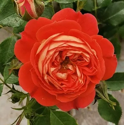 Саженцы роз СТАРЛЕТ РОУЗ КАРМЕН плетистая  Саженцы роз СТАРЛЕТ РОУЗ КАРМЕН плетистая в Нижнем Новгороде