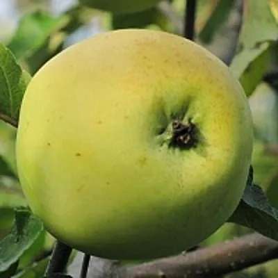 Яблоня РОССИЯНКА  Яблоня РОССИЯНКА в Нижнем Новгороде