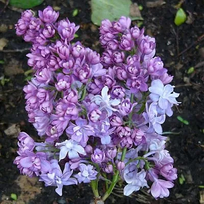 Сирень НАДЕЖДА  Сирень НАДЕЖДА в Нижнем Новгороде