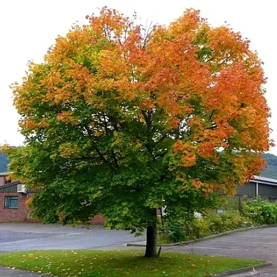 Клен остролистный в Нижнем Новгороде