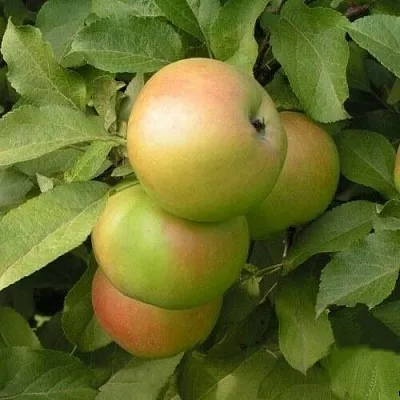 Яблоня ВЕРБНОЕ  Яблоня ВЕРБНОЕ в Нижнем Новгороде