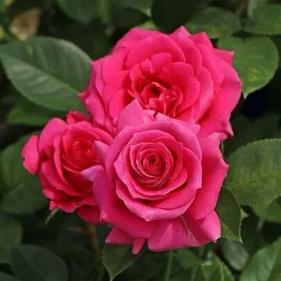 Саженцы роз ЛАВ ЛЕТТЕР флорибунда  Саженцы роз ЛАВ ЛЕТТЕР флорибунда в Нижнем Новгороде