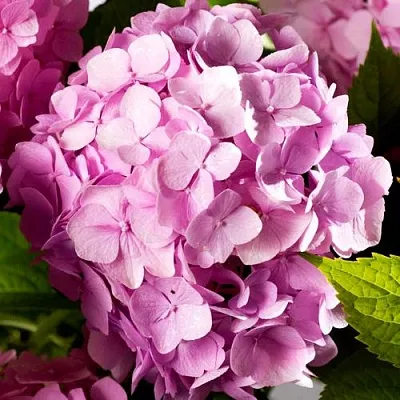 Гортензия БУКЕТ РОУЗ крупнолистная в Нижнем Новгороде