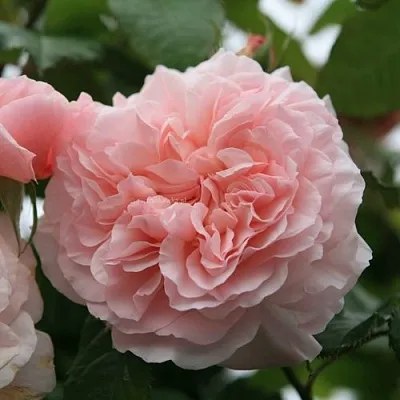 Саженцы роз РОЗ ДЕ ТОЛБИАК плетистая  Саженцы роз РОЗ ДЕ ТОЛБИАК плетистая в Нижнем Новгороде