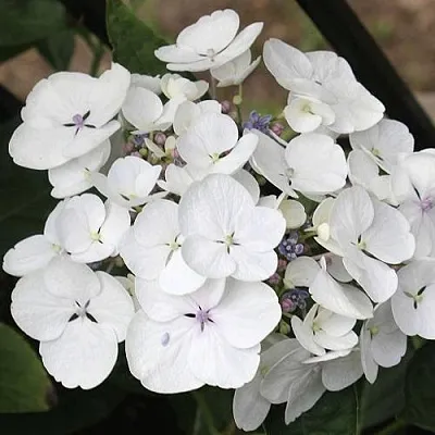 Гортензия ЛИБЕЛЛЕ крупнолистная в Нижнем Новгороде