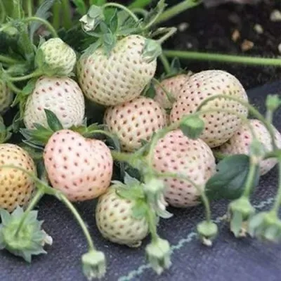 Клубника АНАНАСА ремонтантная — описание сорта Клубника АНАНАСА ремонтантная в Нижнем Новгороде