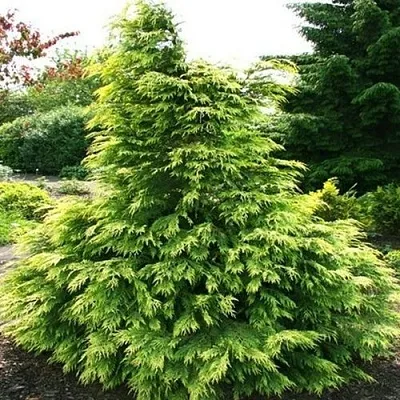 Кипарисовик САНКИСТ лавсона  Кипарисовик САНКИСТ лавсона в Нижнем Новгороде