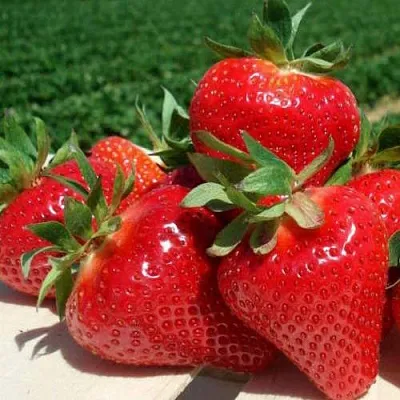 Клубника ДЖОЛИ  Клубника ДЖОЛИ в Нижнем Новгороде