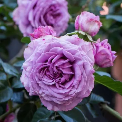 Саженцы роз СИЛЬВЕР КВИК плетистая в Нижнем Новгороде